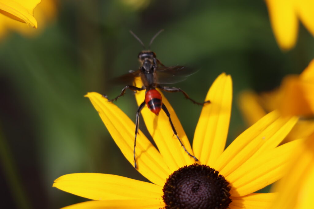 bug on flower
