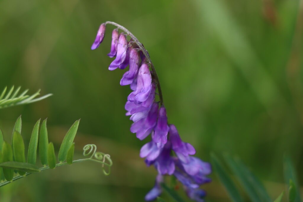 purple flower