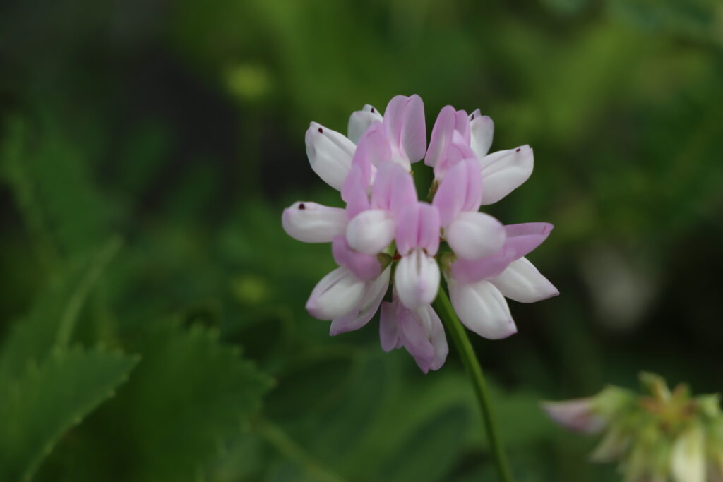 purple flower