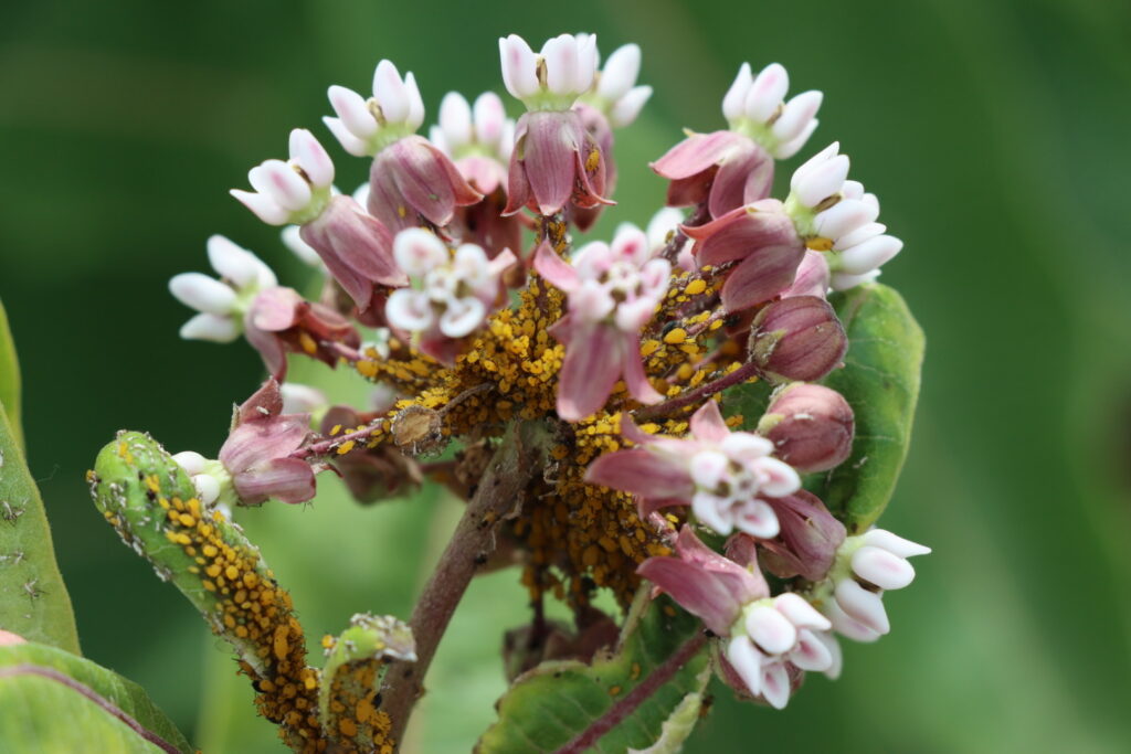 pink and white flower