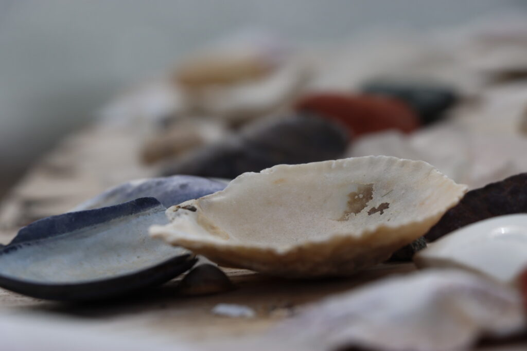 shells close up