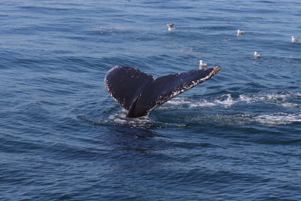 whale tale