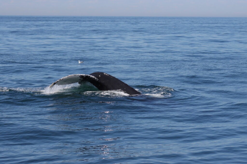 whale tale