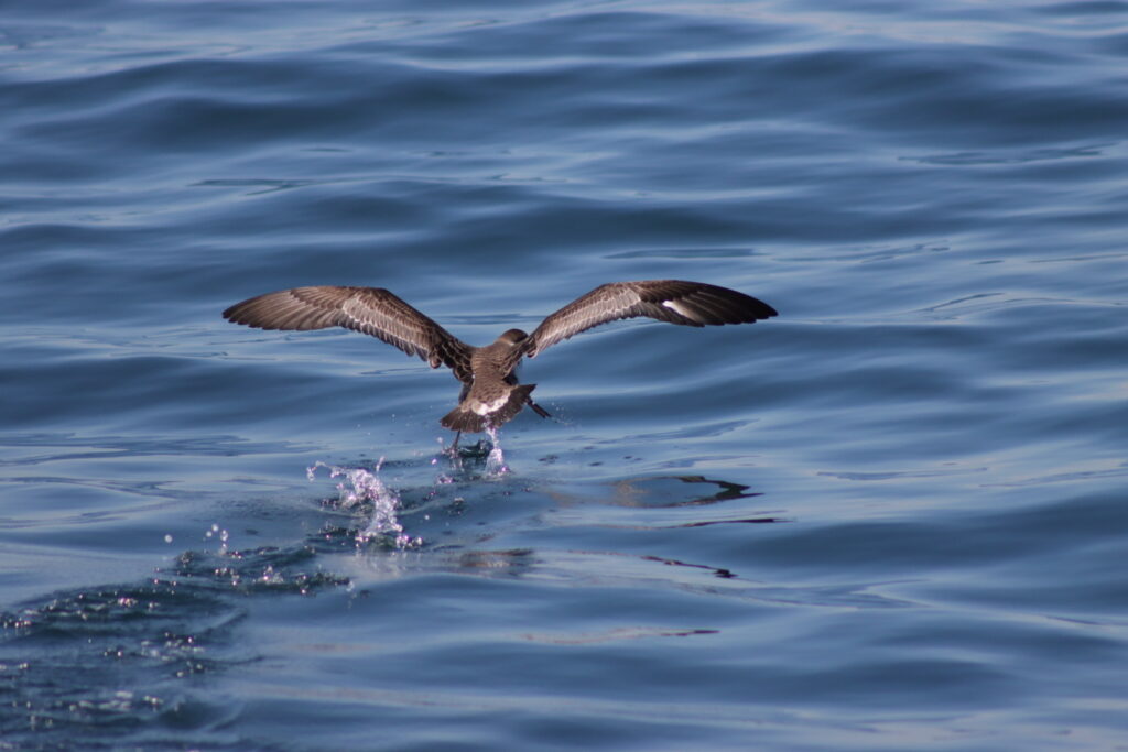 seagull on water