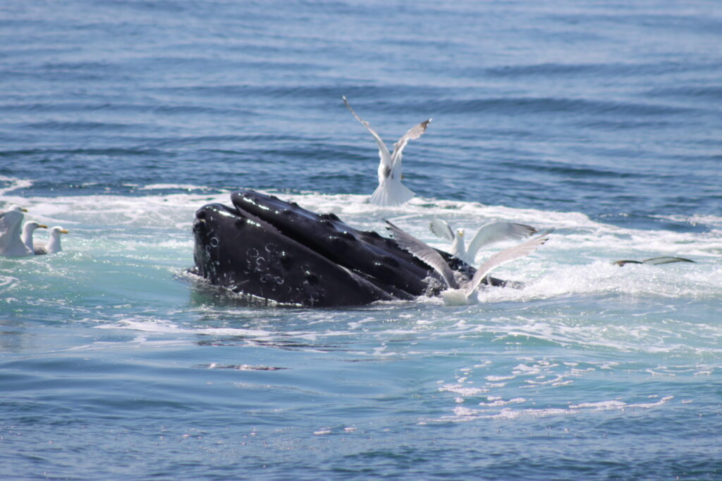 humpback whale mouth and birds, with water splash