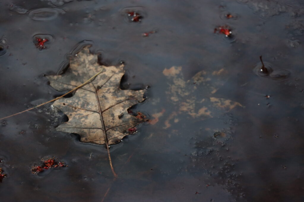 leaf on pond