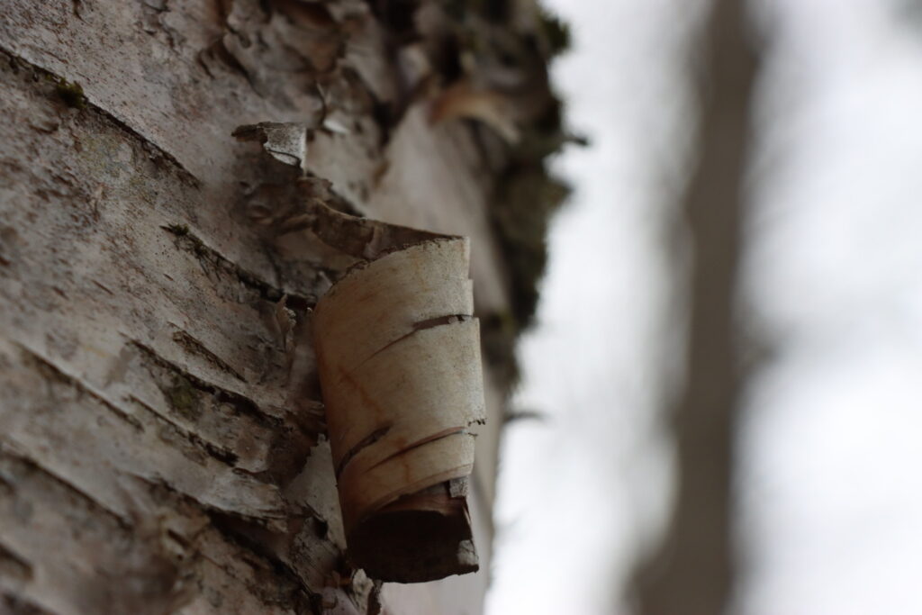 peeling tree bark