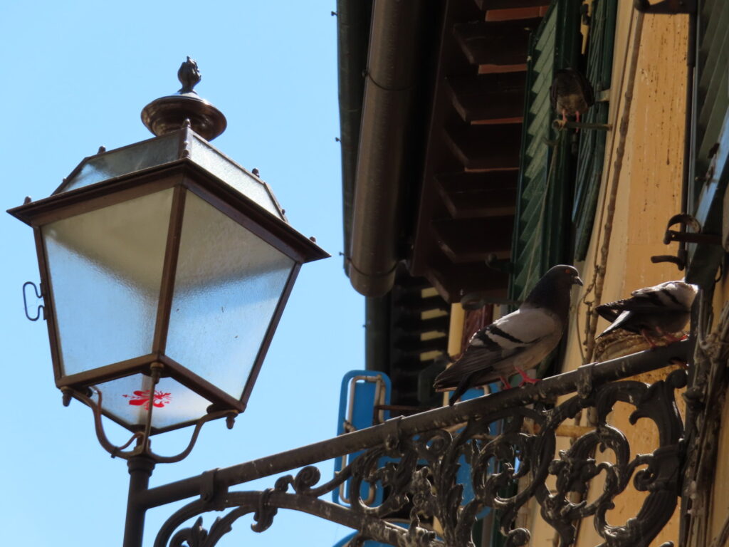pigeons on street lamp