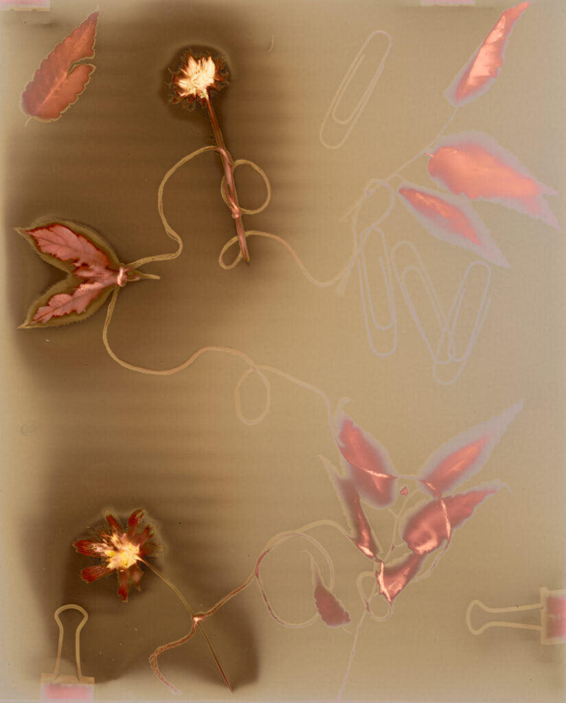 lumen print