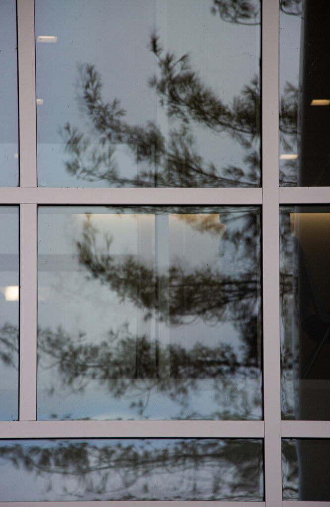 tree reflection on windows
